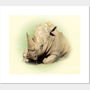 Rhinoceros Posters and Art